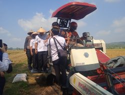 Panen Raya Padi di Desa Sangge: Kado Spesial Menyambut Hari Jadi Boyolali ke-179