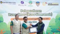 Lewat UTREES, United Tractor Lepasliar Rusa Timor di Cikepuh