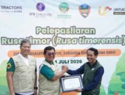 Lewat UTREES, United Tractor Lepasliar Rusa Timor di Cikepuh