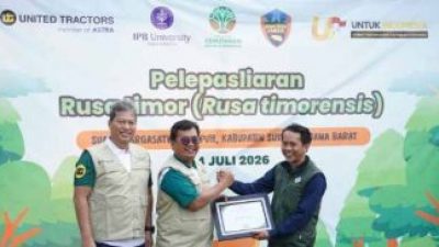 Lewat UTREES, United Tractor Lepasliar Rusa Timor di Cikepuh